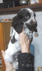 Cuccioli Cocker
