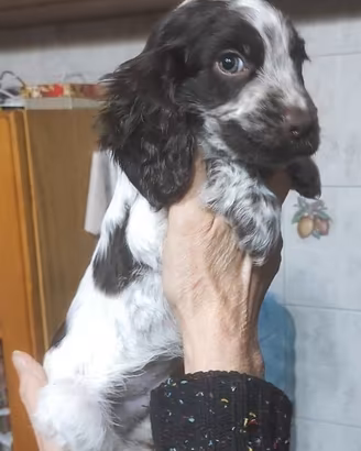Cuccioli Cocker