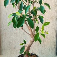 prebonsai di ficus cedi