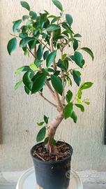 prebonsai di ficus cedi