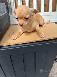 Chihuahua