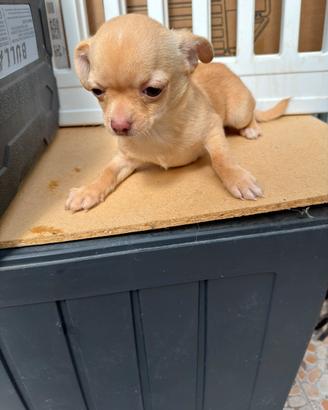 Chihuahua