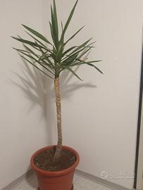 3 splendide Yucca elephantipes