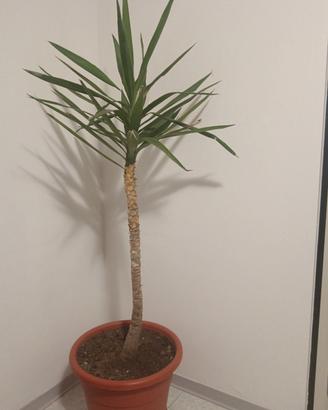 3 splendide Yucca elephantipes