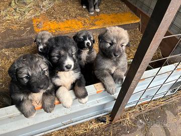 Cuccioli pastore del caucaso