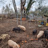 Maiali Vietnamiti nani