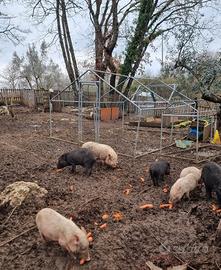 Maiali Vietnamiti nani