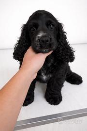 Cocker spaniel