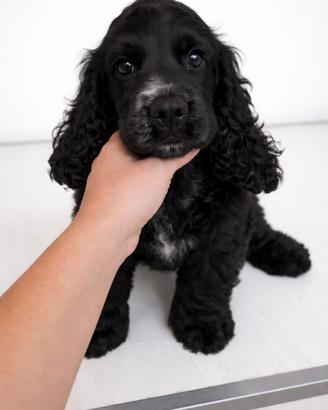 Cocker spaniel