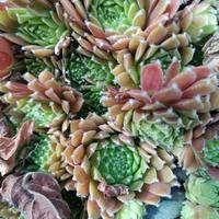 Piante per giardino roccioso