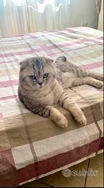 Scottish fold per accoppiamento