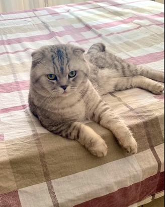 Scottish fold per accoppiamento