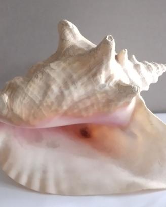 Conchiglia Strombus naturale gigante - Bahamas