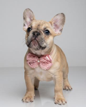 Cuccioli di Bulldog francese esotici linea ABKC