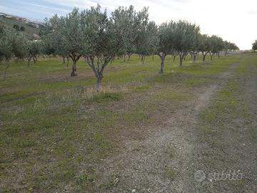 Terreno località Tabasi