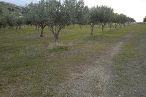Terreno località Tabasi