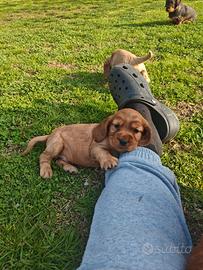 Cocker Spaniel Inglese