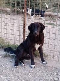 Cucciolo 8 mesi