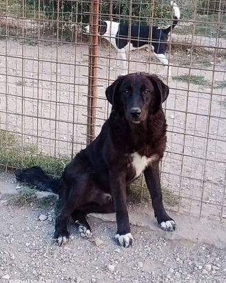Cucciolo 8 mesi