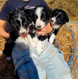 Cuccioli border collie