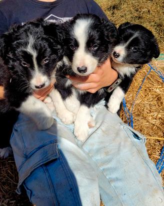 Cuccioli border collie