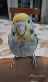Cocorita