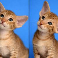 Gatto orientale