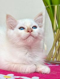 Cucciolo di ragdoll disponibile
