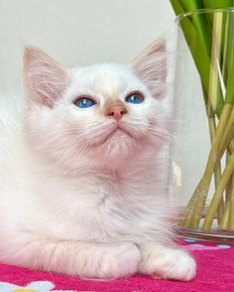Cucciolo di ragdoll disponibile