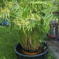 papiro grande 150 cm