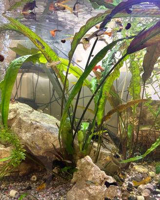 Guppy