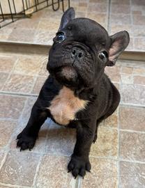 Bulldog francese