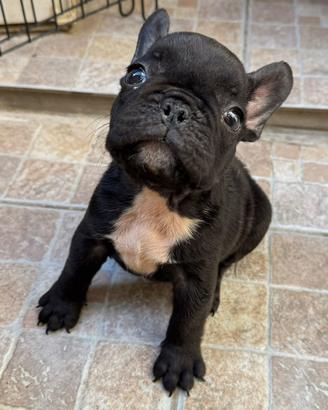 Bulldog francese