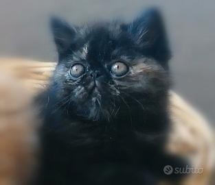 Exotic shorthair e persiani cuccioli