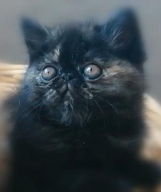 Exotic shorthair e persiani cuccioli