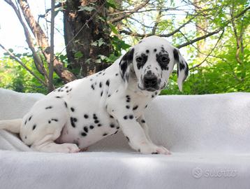 Cucciola femmina di Dalmata bianco e nero