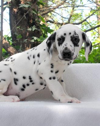 Cucciola femmina di Dalmata bianco e nero