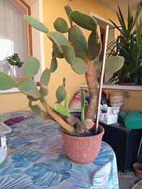 Cactus orecchie da coniglio