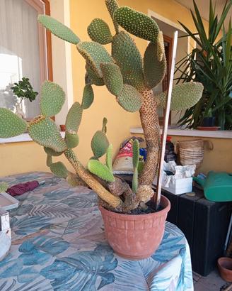 Cactus orecchie da coniglio
