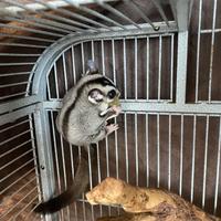 Coppia petauri dello zucchero