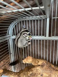 Coppia petauri dello zucchero