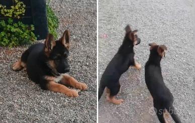 Cuccioli pastore tedesco