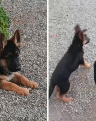 Cuccioli pastore tedesco