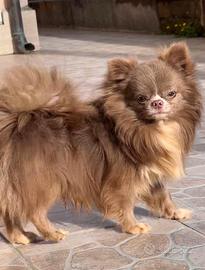 Chihuahua maschio stallone monte esterne p lungo