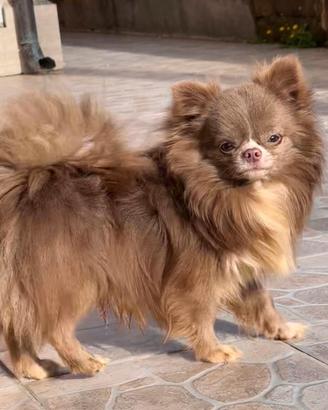 Chihuahua maschio stallone monte esterne p lungo