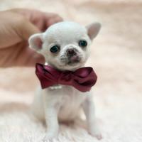 Chihuahua maschietto