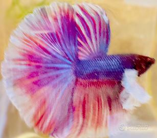Betta Splendens