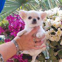 Cuccioli di chihuahua tascabile