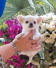 Cuccioli di chihuahua tascabile