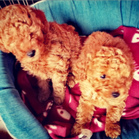 Cuccioli di barboncino Toy Red